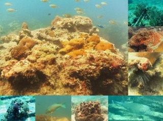 Maravillas submarinas